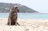 CANE CORSO 612